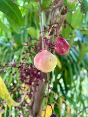Luna nut or Chammaliang, scientific name Lepisanthes fruticosa (Roxb.) Leenh