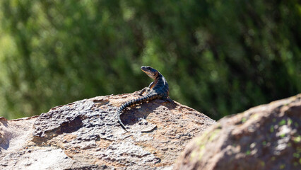 a northern crag lizard on a rock