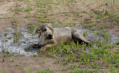 Labrador Retriever playing in the mud