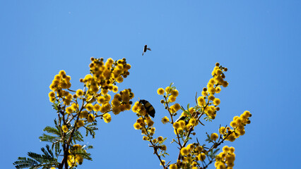 Blister beetle on yellow thorn tree flowers