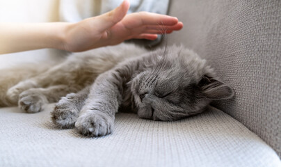 The gray striped cat lies in bed on the bed with woman's hand on a gray background. The hostess...