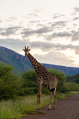 giraffe with a mountain background