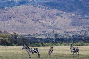 zebras in the serengeti