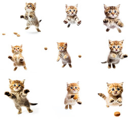 Fototapeta premium Seth a small beautiful kitten plays happily in a jump, white background.
