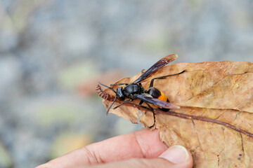 Vespa affinis on dried leaf