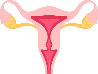 Human Anatomy Female Reproductive Organs System