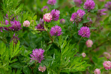 Close up wild red clover, Trifolium pratense, a perennial and common in Europe especially in natural meadows