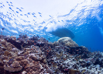 School of coral fish under boat.