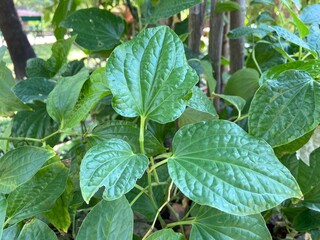 Obraz premium Fresh Wild Betel Leaves in Natural Habitat