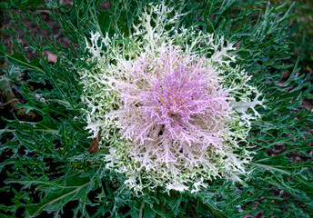 Multi-colored decorative cabbage in the autumn garden.