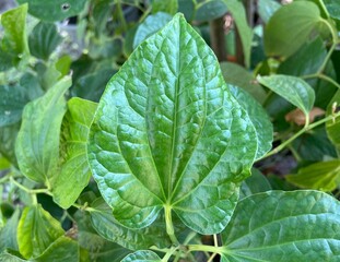 Piper sarmentosum is a plant in the family Piperaceae used in many Southeast Asian cuisines