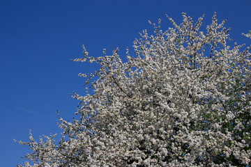 Blooming apple blossom. Garden apple tree