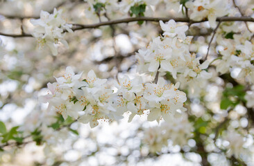 blossoming apple tree branch
