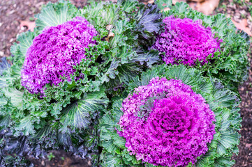 Multi-colored decorative cabbage in the autumn garden.