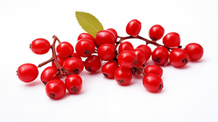 Red berries of hawthorn on a white background, close-up