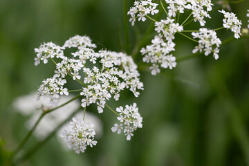 White Anthriscus sylvestris grows in the summer meadow. Cow parsley growing at the edge of a hay meadow close up - obrazy, fototapety, plakaty