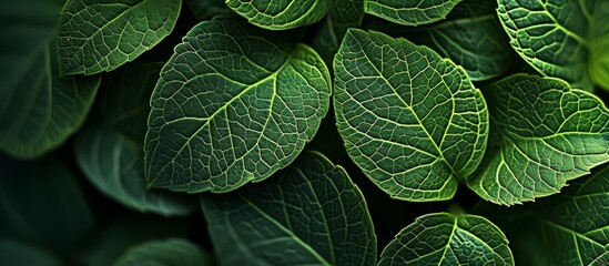 Fototapeta premium A detailed capture of green leaves on a terrestrial plant, showcasing the beauty of nature through macro photography.