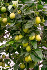 Fruits of green lemons on branches.