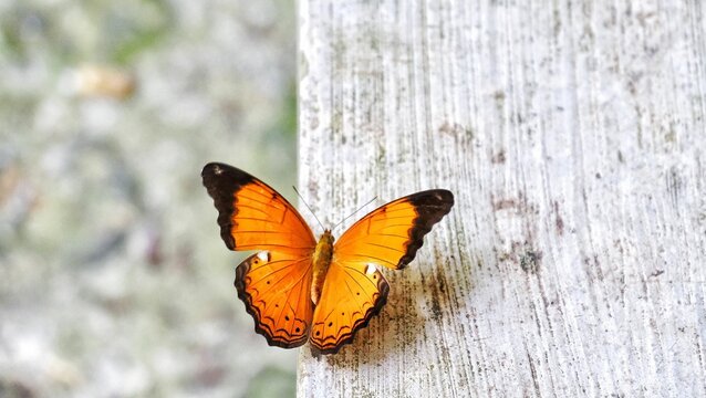 Close-up of Cirrochroa thais, the Tamil yeoman butterfly in Sumatra, Indonesia.