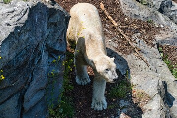 a polar bear standing next to a large rock near flowers