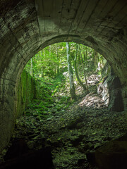 Old tunnel in the forest with lush green vegetation.