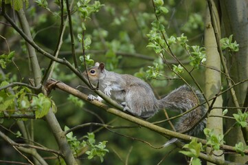 Lively grey squirrel perched atop a lush green tree branch in a natural outdoor setting