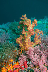 Fototapeta na wymiar Bright orange and Red Soft Coral on a reef in Musandam, Oman
