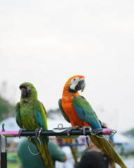 Catalina Macaw (macaw hybrid) free flying parrot  
