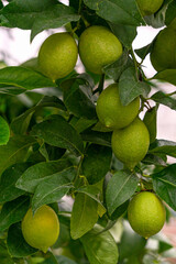 Fruits of green lemons on branches.