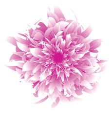 Big pink flower with white petals. Vector drawing.