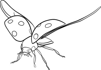 Flying ladybug outline illustration isolated on transparent background   © Iuliia