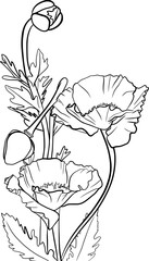 Poppies outline illustration on transparent background., coloring book page	
