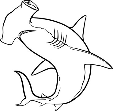 hammerhead shark outline illustration on transparent background	
