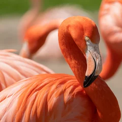  Flamant rose © Thierry