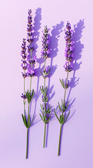 Naklejka premium Fresh bunches of lavender against violet pastel background with shadows. Minimalist aesthetic composition. Generative AI