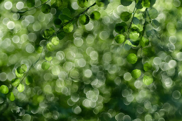 Abstract Nature Background with Leaves and Bokeh Lights