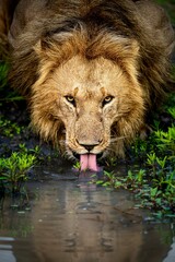 Closeup of a lion drinking water from a pond