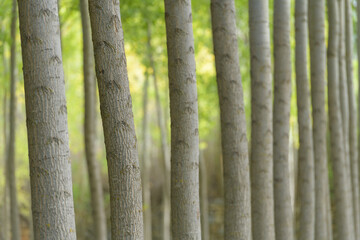 ABSTRACCIÓN DE UNOS TRONCOS DE CHOPO