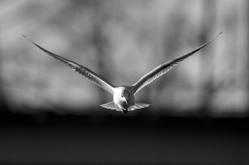 seagull in flight