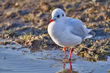 black headed gull stay in the water 