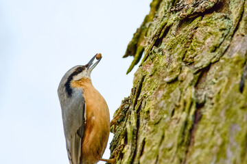 spottet nuthatch on a tree