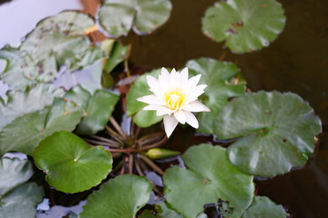The lotus tree in the tub. © Thitima