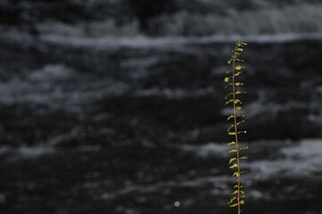 Closeup of a small, green plant growing out of the dirt