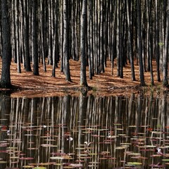 Tranquil lake surrounded by trees in front of a small pond