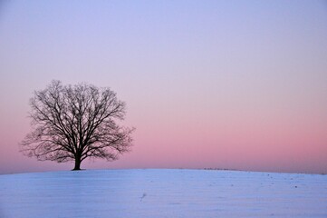 Idyllic winter landscape with a tree silhouetted against a beautiful pink and orange sky at sunset