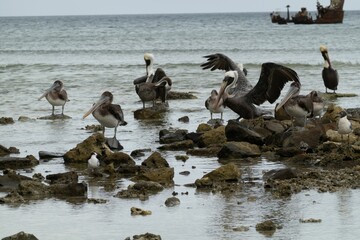 Flock of Pelicans standing atop a rocky shoreline near a body of water