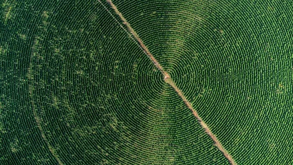 Fotobehang Afrika beautiful aerial photography of Coffee plantation, green farm  © Wirestock