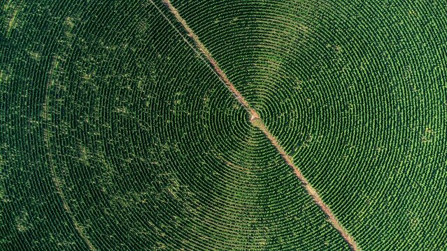 beautiful aerial photography of Coffee plantation, green farm