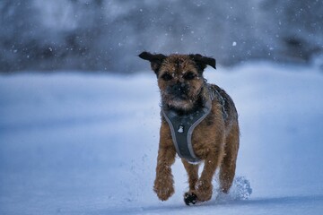 Border Terrier dog running through freshly fallen snow in a winter park
