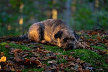 Border Terrier lies in a lush grassy field covered with autumn leaves